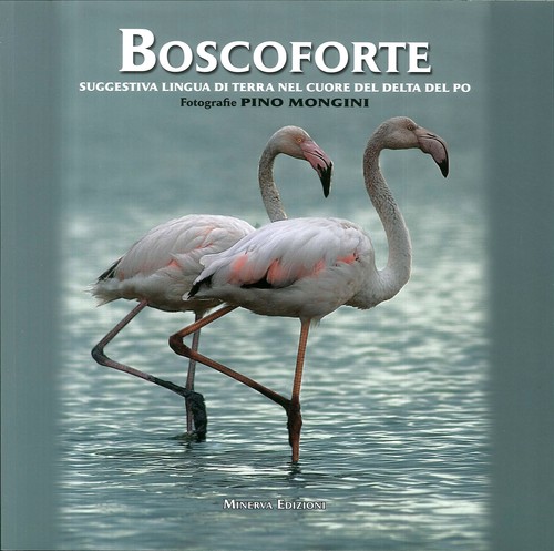 Boscoforte suggestiva lingua - suggestiva,